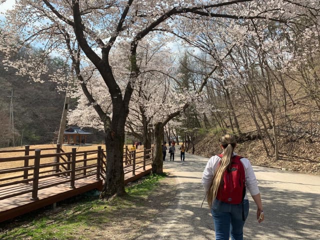 Sakura w Jinan, Korea, 2019